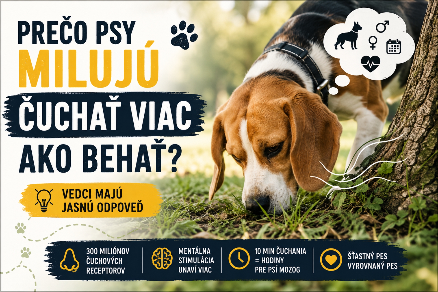 Prečo psy milujú čuchať viac ako behať? Odpoveď vás možno prekvapí
