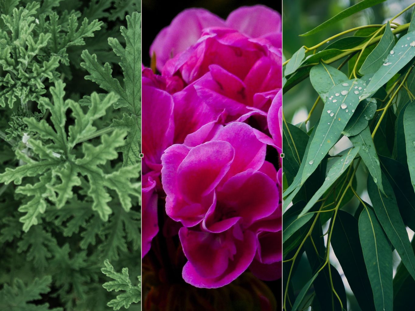 Aromaterapie - citronela, eukalyptus, lemongras, geranium