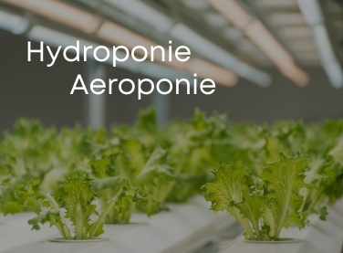 hydroponie a aeroponie