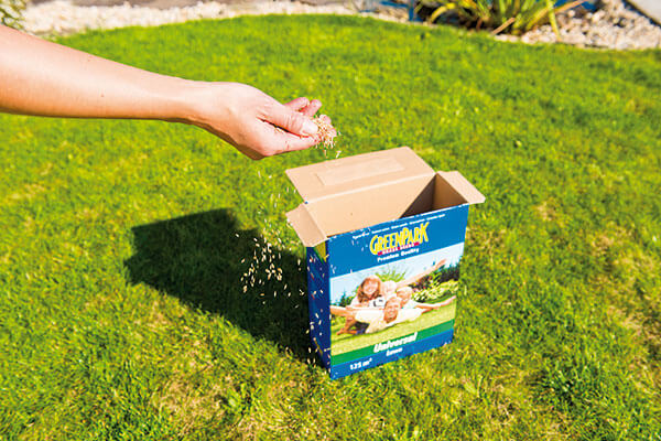 Zasievanie semien trávníka s krabice. 