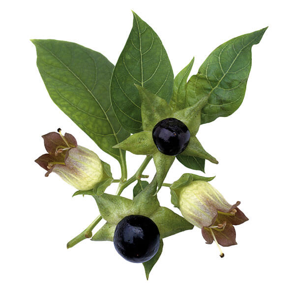 Jedovatá rastlina s čiernymi bobuľami a tmavými kvetmi. 