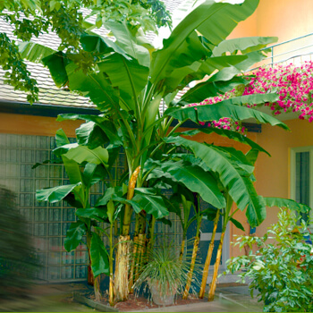 Dospelý banánovník vysadený na záhrade. 