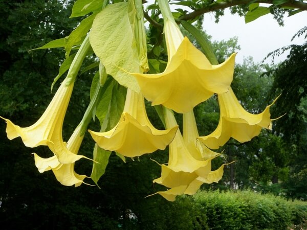 Žlté veľké kvety rastliny anjelskej trúby. 