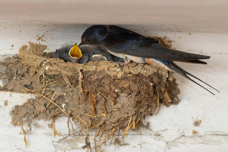 Lastovička v hniezde krmiaca svoje mláďatá.