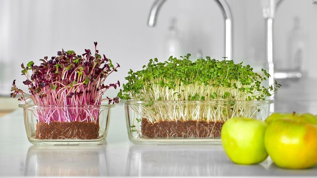 Mikrozelenina na kuchynskej linke. 