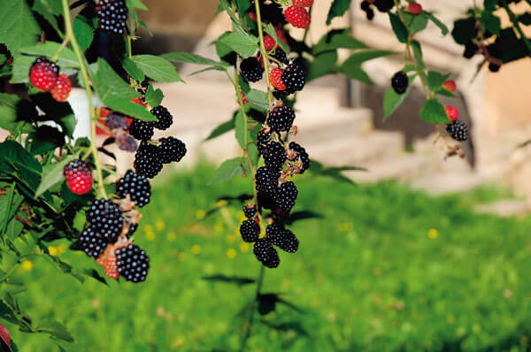 Plody černíc v záhrade.