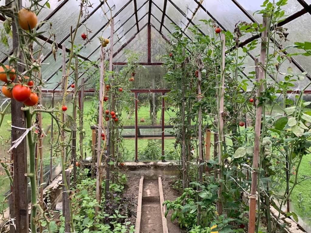 Záhradný skleník s paradajkami. 