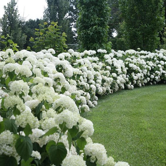 Živý plot s bielymi kvetmi. 