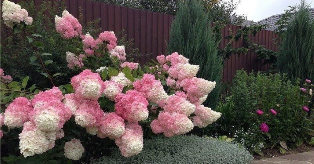 Kvitnúci krík s rúžovo-bielymi kvetmi.