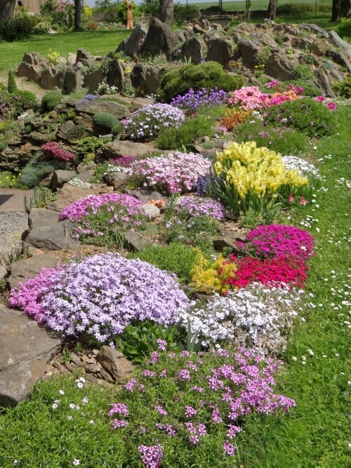 Skalka záhradná s veľkým množstvom farebných kvetov