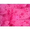 8 Geranium leaf epidermis