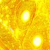 82888 82890 83008 83009 magus bio 250b 250t img 02
