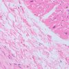 82889 82891 83010 83011 magus bio 250bl 50tl img 02