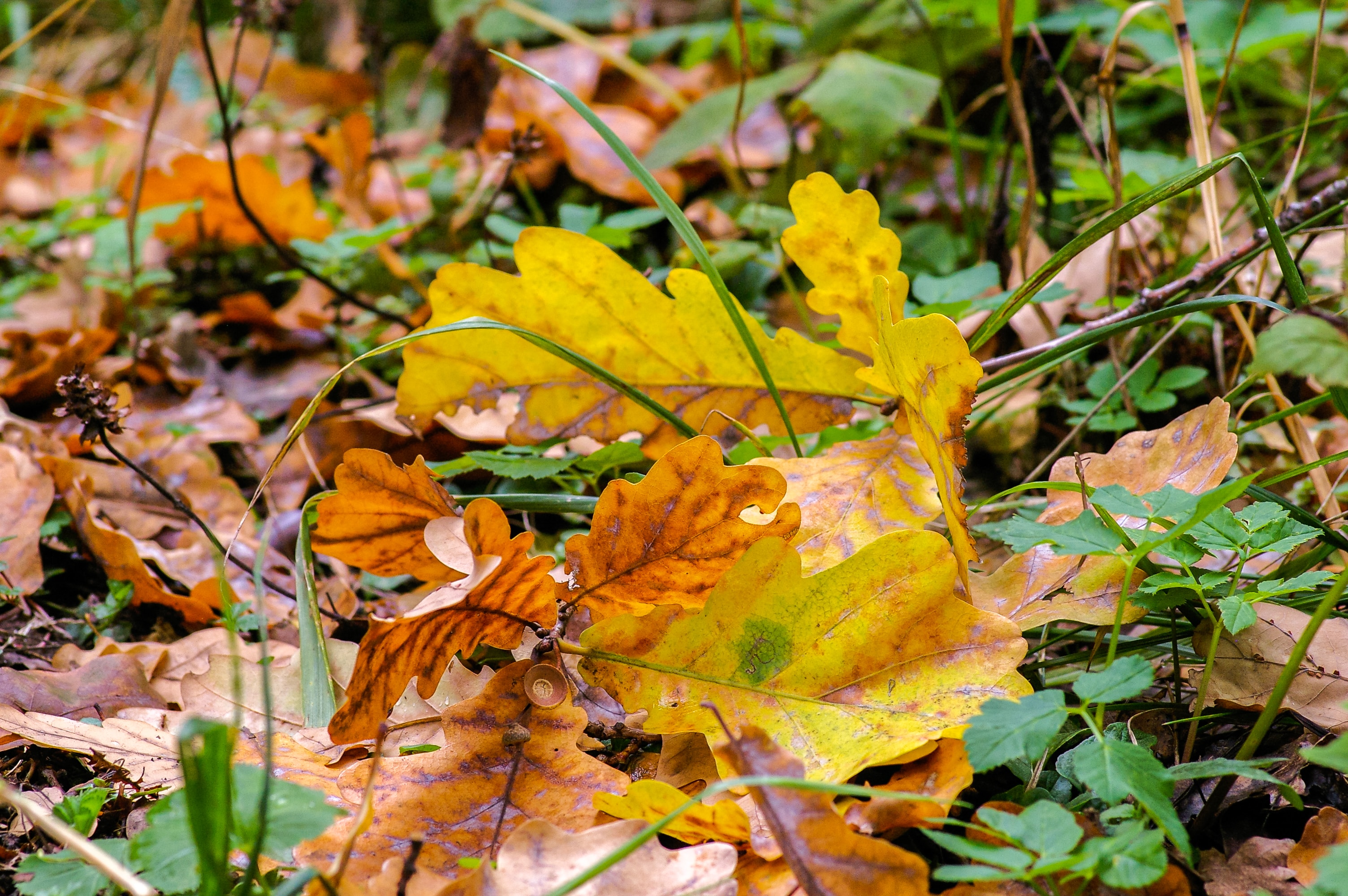 Jesennou údržbou záhrady k úrodnej jari