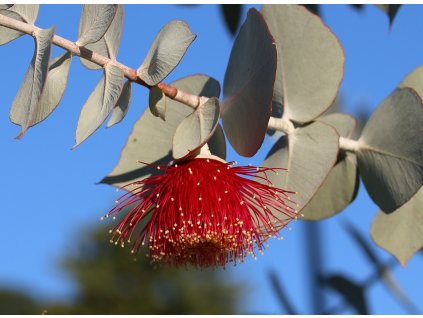 eucalyptus