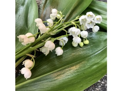 lily of the valley 5174862 1280