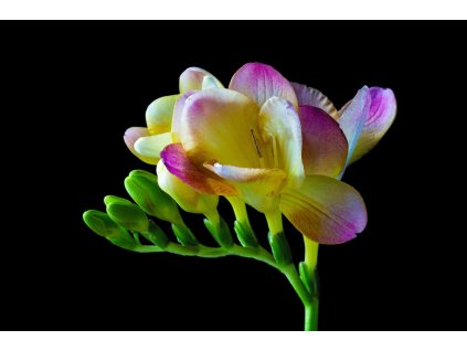 freesia 2103569 1280