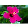 flower 7922702 1280
