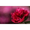 peony 2487919 1280
