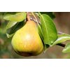 pear 1586866 1280