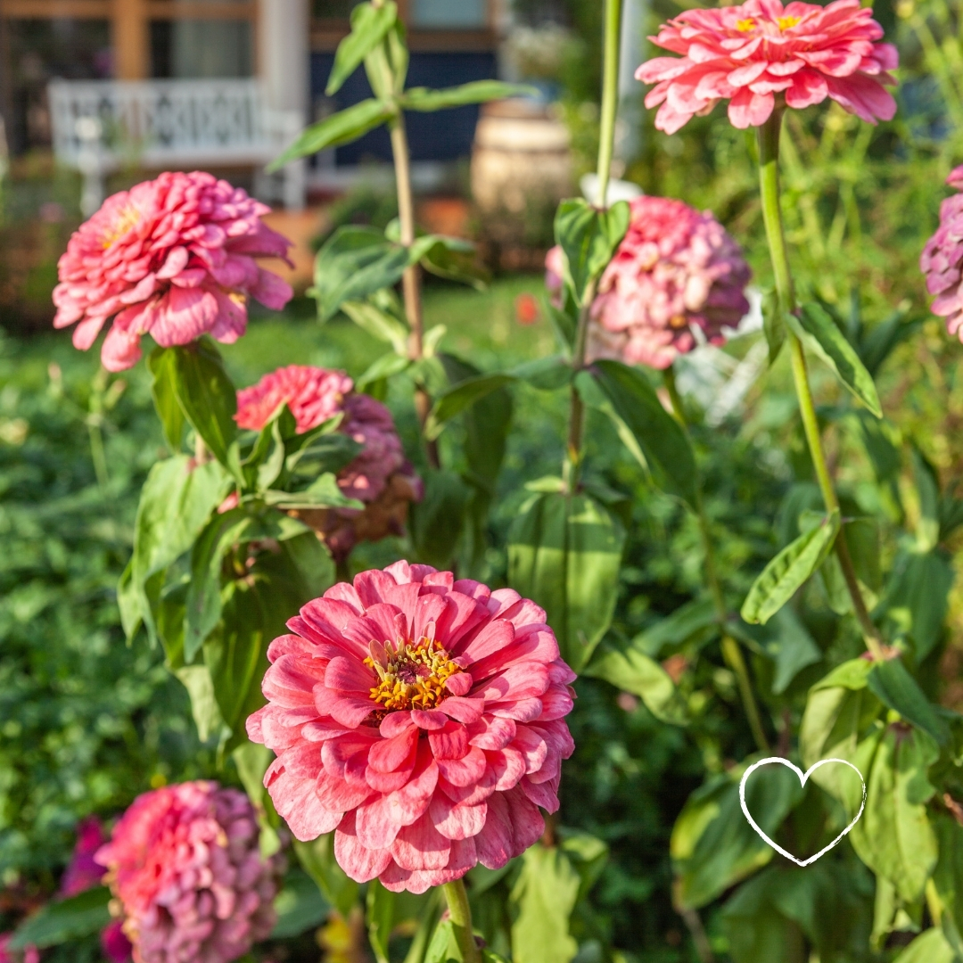 Červenec v zahradě