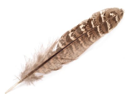 Bažantí peří délka 10-18 cm (Balení 10 ks, Varianta hnědá světlá)