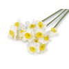 Umělý narcis (Balení 3 ks, Varianta 1 krémová nejsvět.)