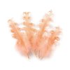 Husí peří kudrnaté délka 12-18 cm (Balení 4 ks, Varianta 11 lososová světlá)