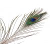 Paví peří délka 70-110 cm