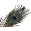 Paví peří délka 20-30 cm (Balení 12 ks, Varianta paví přírodní)