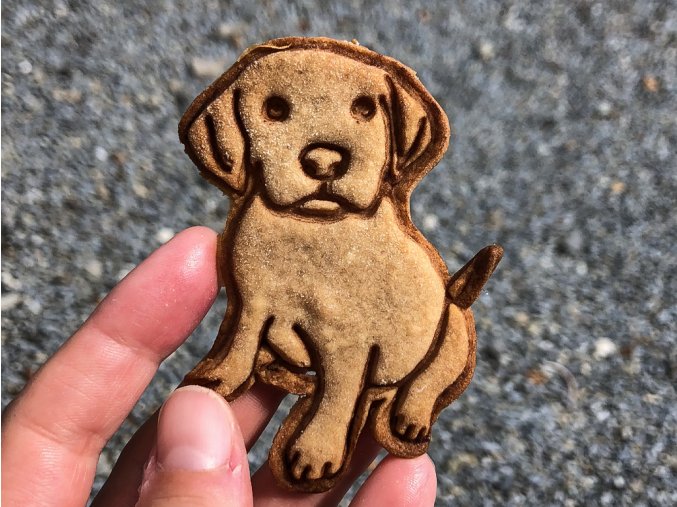 labrador 333