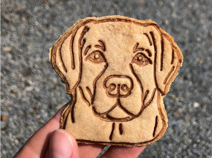 labrador 13 13 13