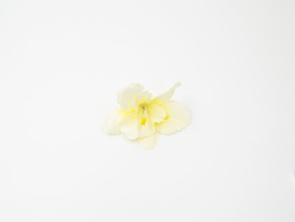 Orchidej 001 smetanová