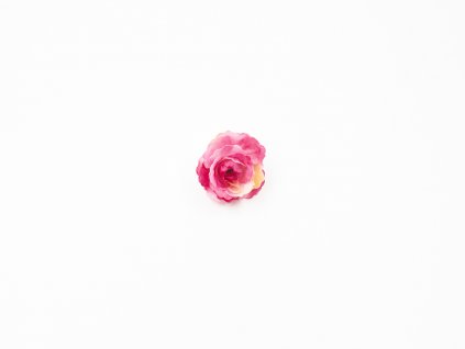 Růže 005 růžová