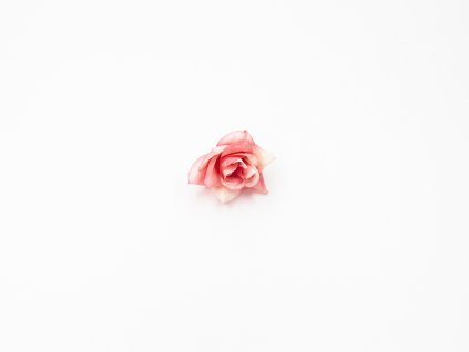 Růže 007 růžovo bílá