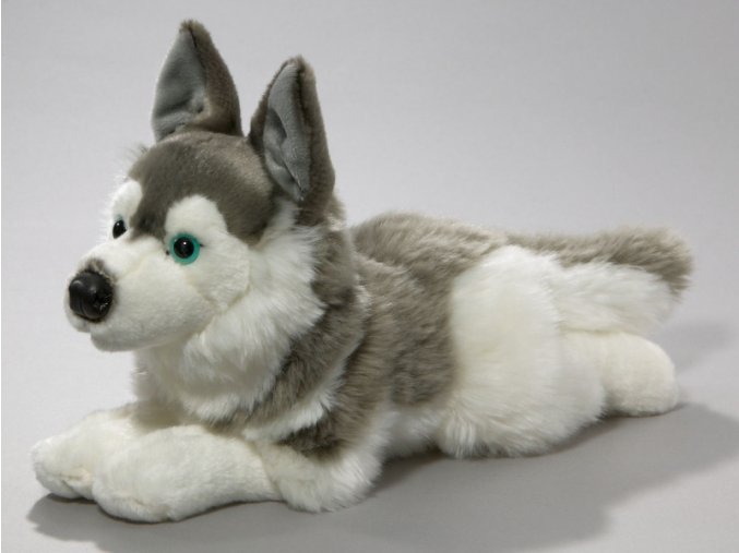 Plush husky dog ??34 cm - plush toys