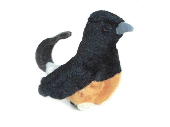 0009438 white rumped shama.png