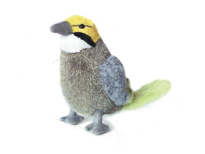 0006053 straw headed bulbul.png