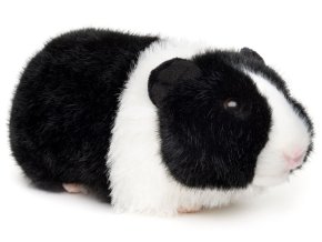 Plush guinea pig 21 cm - plush toys
