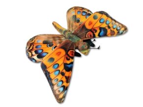 0024009 motyl B602719.jpg