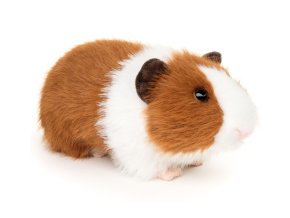 Plush guinea pig 21 cm - plush toys