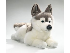 Plush husky dog ??40 cm - plush toys