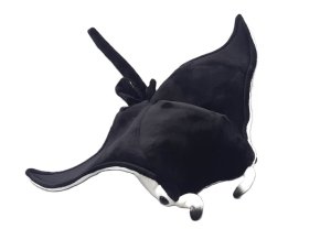Plyšový rejnok manta 32 cm - plyšové hračky