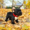 Plush French Bulldog 30 cm - plush toys