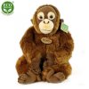 15B958E9 20DD 4CD1 96DA 1A25B3352F71 orangutan plys r211841