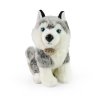 Plush husky dog ??30 cm - plush toys