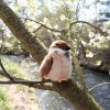 Plush sparrow 13 cm - plush toys