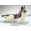 Plush husky dog ??40 cm - plush toys
