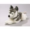 Plush husky dog ??40 cm - plush toys