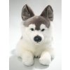 Plush husky dog ??40 cm - plush toys